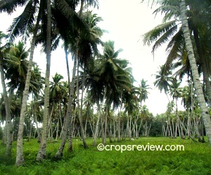 Closely-planted coconuts solved the problem of interplant shading by bending away from each other to disperse their tops thus allowing each tree sufficient light exposure