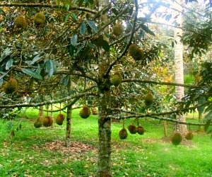 durian tree