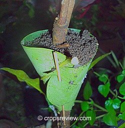 A leaf was used to hold the rooting medium in place