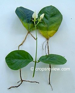Discovered: sampagita or jasmine can be propagated by leaf cuttings