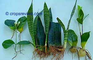 Sampagita, snake plant, and ZZ plant can be propagated using leaf cuttings