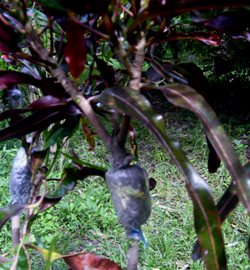 Croton or san francisco (Codiaeum variegatum) can be easily rooted by air layering