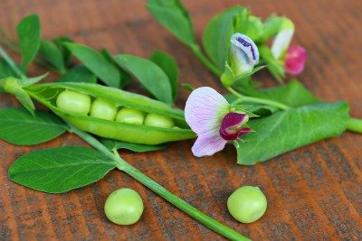 Gregor Mendel used the garden pea as an experimental plant