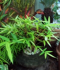 Care Of Your Own Dwarf Potted Bamboo, How To Care For Outdoor Potted Bamboo