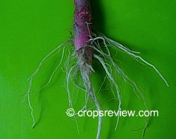 Taproot system in Amaranthus spinosus