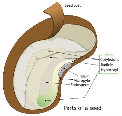 internal and external parts of plant seed