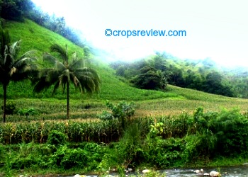 Corn Farming