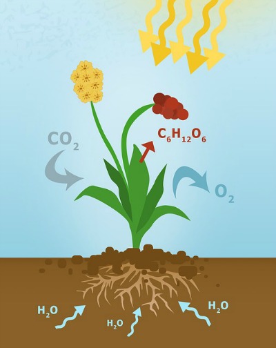 What Is Photosynthesis