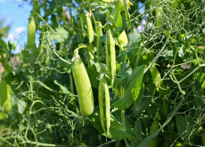 Mendel conducted a preliminary assessment before finally deciding that garden pea was to be his experimental plant