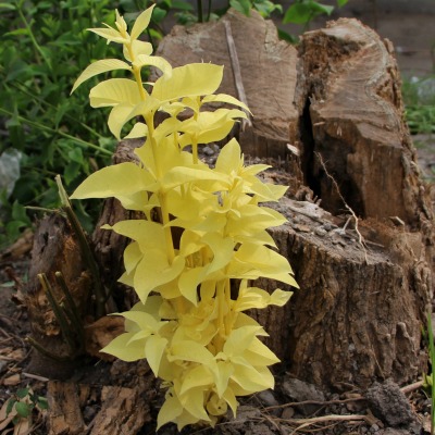 An amazing albino lanete tree (Wrightia pubescens), a unique discovery of a plant without chlorophyll