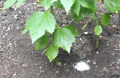 Sidedress application of granular, nitrogenous fertilizer