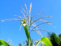 The tassel of corn is an inflorescence bearing spikelets each of which contains the staminate (male) flowers