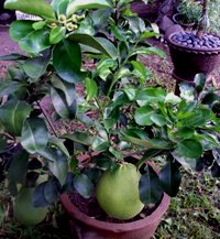 pot gardening