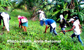 Dibble method of sowing corn seeds is a common practice in hill farming