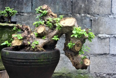 Cascade prebonsai magically transformed from an "ugly" tree. The trunk simulates that of a tree hanging from a cliff.