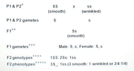 Segregation of genes in monohybrid inheritance.