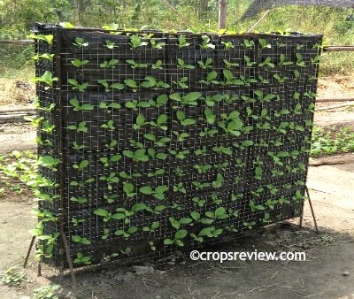 A fabricated, free-standing back-to-back vertical garden