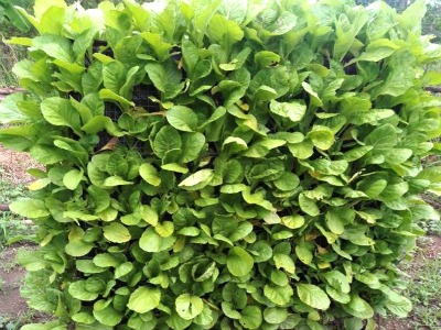 A fabricated, back-to-back upright vertical garden yielded plenty of green mustards for the table