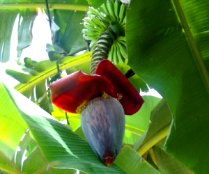 Edible Flowers