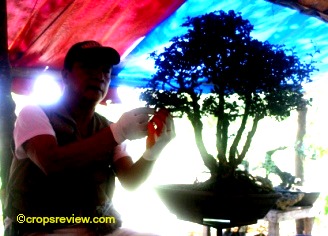 Author shapes a Philippine holly for bonsai