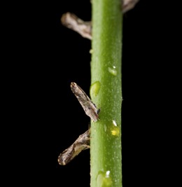 Asian citrus psyllid, the carrier of citrus greening (Photo credit: USDA-ARS).