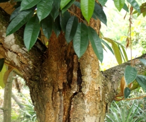 Stem canker caused by the fungus Phytophthora palmivora