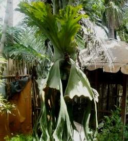 Crop Info: Giant Staghorn Fern