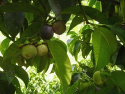 Mangosteen is suited to intercropping under coconut