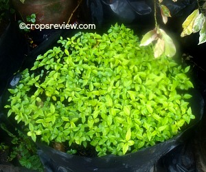 Molave seedlings propagated from fresh intact fruits