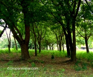 Neem tree is likely an invasive plant