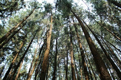 Tall, these trees are, but water manages to reach the tops