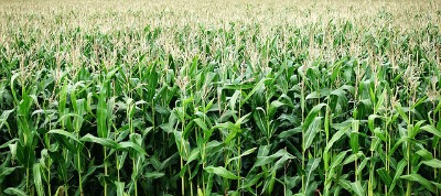 More hill farmers adopt herbicides in corn growing