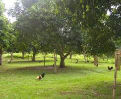 Integrated farming system: here fighting cocks are bred in a mango farm.