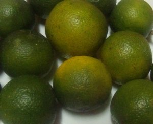 Mature fruits of calamondin or kalamansi