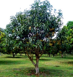 Leaves of mango must be mature before floral induction