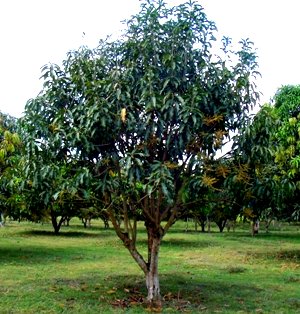 2 years after transplanting with naked roots, now 14-year old mango started flowering