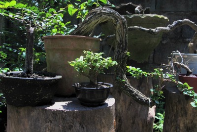 This small molave bonsai on-training can be left alone with just a plastic bag as caretaker.