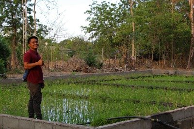 Concrete rice paddy with newly transplanted rice