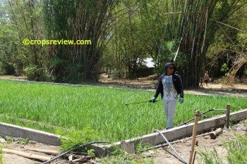 Lowland rice growing vigorously at 19 DAT