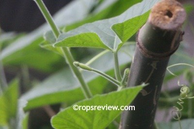 The pistillate flower of bottle gourd develops into a fruit