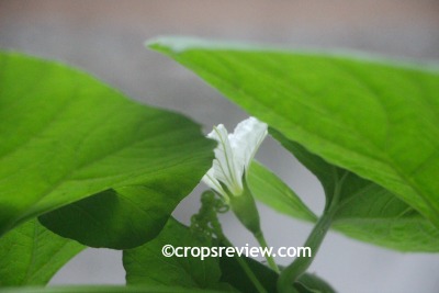 The staminate flower of bottle gourd is commonly called a male flower