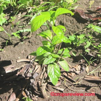 Coffee wildlings were used in farm establishment