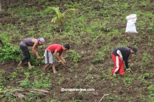 Each planter strikes the ground with the tip of a bolo, drops the seed into the hole, and covers the hole with the same bolo or steps on it. They do it in stooping posture.