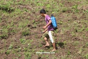 Herbicide is sprayed to kill weeds