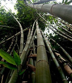 A sympodial or clump-type bamboo locally called "botong"