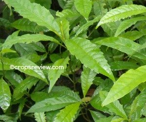 Seedlings of molave (Vitex parviflora)