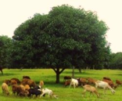 Integrated farming system: where goats are incorporated with mango, the lowermost branches of trees must be beyond reach of the nibblers.