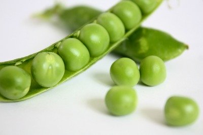 Garden Pea