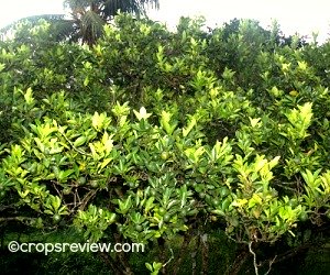 Upper shoot of a mature kalamansi tree.