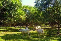 Sir Nestor Trespeces practices integrated farming system by rasing cattle and other livestock animals in his mango farm.